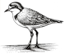 008 -  Red capped plover picture